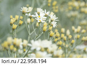 Пижма, Tanacetum ptarmiciflorum. Эндемическая флора Гран Канарии. Стоковое фото, фотограф Tamara Kulikova / Фотобанк Лори