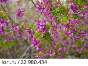 pink polygala myrtifolia flowers. Стоковое фото, фотограф Яков Филимонов / Фотобанк Лори