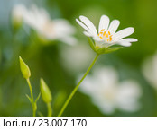 Звездчатка лесная, или дубравная (лат. Stellaria nemorum). Макро снимок. Стоковое фото, фотограф Игорь Низов / Фотобанк Лори