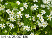 Звездчатка лесная, или дубравная (лат. Stellaria nemorum) на лугу. Макро фотография. Стоковое фото, фотограф Игорь Низов / Фотобанк Лори