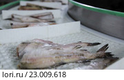 Предприятие по переработке рыбы и морепродуктов. Стоковое видео, видеограф Илья Насакин / Фотобанк Лори