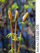 Хвощ лесной ( Equisetum sylvaticum ). Спороносные побеги крупным планом - Стробилы  (лат. Strobilus ) Стоковое фото, фотограф Евгений Мухортов / Фотобанк Лори