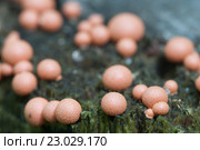 Миксомицет Lycogala epidendrum на старом пне. Стоковое фото, фотограф Александр Курлович / Фотобанк Лори
