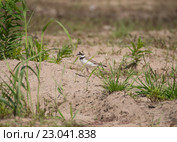 Птица малый зуёк Charadrius dubius. Стоковое фото, фотограф Антон Мудрилов / Фотобанк Лори