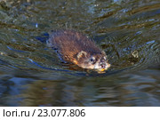 Ондатра, или мускусная крыса (лат. Ondatra zibethicus). Плывущий зверёк на Ямале. Стоковое фото, фотограф Григорий Писоцкий / Фотобанк Лори