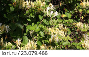 Жимолость японская (Lonicera japonica Thunb.) – вид рода Жимолость (Lonícera) из семейства Жимолостные (Caprifoliaceae). Стоковое видео, видеограф Олег Хархан / Фотобанк Лори