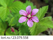 Rubus arcticus. Княженика обыкновенная, малина арктическая. Стоковое фото, фотограф Григорий Писоцкий / Фотобанк Лори