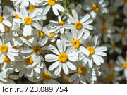 Эндемическая флора острова Гран Канария. Пижма, Tanacetum ptarmiciflorum. Стоковое фото, фотограф Tamara Kulikova / Фотобанк Лори
