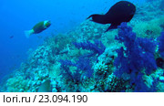 Рыбы Голди (Pseudanthias squamipinnis) в коралловых рифах, Красное море, Египет, Африка. Стоковое видео, видеограф Некрасов Андрей / Фотобанк Лори