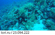Рыбы Голди (Pseudanthias squamipinnis) в коралловых рифах, Красное море, Египет, Африка. Стоковое видео, видеограф Некрасов Андрей / Фотобанк Лори