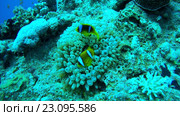 Пара рыб клоунов (Amphiprion chrysopterus) в анемоне. Стоковое видео, видеограф Некрасов Андрей / Фотобанк Лори