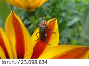 Жук-пожарник или мягкотелка красноногая (лат. Cantharis rustica)  на лепестках Газании. Стоковое фото, фотограф Т. З. / Фотобанк Лори