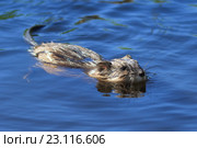 Ондатра, или мускусная крыса (лат. Ondatra zibethicus). Грызун плывет по воде озера. Стоковое фото, фотограф Григорий Писоцкий / Фотобанк Лори