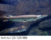Панцирная щука (англ-Longnose Gar) Стоковое фото, фотограф Галина Савина / Фотобанк Лори