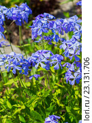 Флокс растопыренный - вид рода Флокс (Phlox divaricata) семейства Синюховые (Polemoniaceae).Неприхотливый травянистый многолетник. Стоковое фото, фотограф Евгений Мухортов / Фотобанк Лори