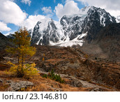 Осенняя лиственница на фоне алтайской горы Красавица в Северо-Чуйском хребте. Стоковое фото, фотограф Денис Черкашин / Фотобанк Лори