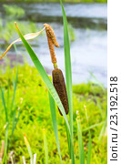 Рогоз широколистный  (Typha latifolia) —  род растений семейства Рогозовые (Typhaceae). Одиночное растение на фоне водоёма. Стоковое фото, фотограф Евгений Мухортов / Фотобанк Лори