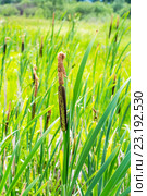 Рогоз широколистный  (Typha latifolia) —  род растений семейства Рогозовые (Typhaceae). Группа растений на берегу болота. Стоковое фото, фотограф Евгений Мухортов / Фотобанк Лори