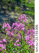Иван-чай узколистный (Chamerion angustifolium), или Кипрей узколистный (Epilobium angustifolium). Цветы растения крупным планом. Стоковое фото, фотограф Григорий Писоцкий / Фотобанк Лори