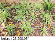 Хлорофитум хохлатый (Chlorophytum comosum) Стоковое фото, фотограф Светлана Зотеева / Фотобанк Лори