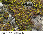 Синтрихия сельская полевая растет на камнях. Стоковое фото, фотограф Наталья Гармашева / Фотобанк Лори