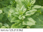 Листья шпината огородного  (Spinacia oleracea) Стоковое фото, фотограф Наталия Шевченко / Фотобанк Лори