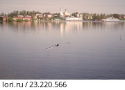 Чайка на фоне города Мышкина ранним утром (2016 год). Стоковое фото, фотограф Светлана Шимкович / Фотобанк Лори