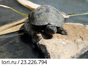Черепаха на камне у воды. Стоковое фото, фотограф A Челмодеев / Фотобанк Лори