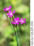 Дикорастущий цветок Лесная гвоздика травянка (Lat. Dianthus deltoides L) Стоковое фото, фотограф Евгений Мухортов / Фотобанк Лори