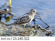 Взрослый белохвостый песочник (Calidris temminckii), птица на берегу озера. Ямало-Ненецкий автономный округ. Стоковое фото, фотограф Григорий Писоцкий / Фотобанк Лори