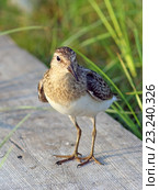 Белохвостый песочник (Calidris temminckii), взрослая птица стоит на деревянной доске. Ямало-Ненецкий автономный округ. Стоковое фото, фотограф Григорий Писоцкий / Фотобанк Лори