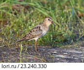 Взрослый белохвостый песочник (Calidris temminckii), птица с открытым клювом на берегу озера. Ямало-Ненецкий автономный округ. Стоковое фото, фотограф Григорий Писоцкий / Фотобанк Лори