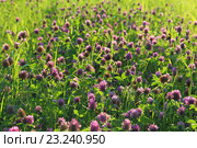 Клевер луговой (красный). Trifolium pratense. Цветение растения при вечернем контровом свете летом на Ямале. Стоковое фото, фотограф Григорий Писоцкий / Фотобанк Лори
