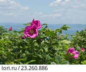 Цветок шиповника на фоне моря (роза морщинистая) Стоковое фото, фотограф Корнилова Светлана / Фотобанк Лори