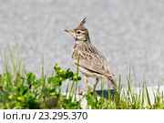 Жаворонок хохлатый. Crested Lark (Galerida cristata). Стоковое фото, фотограф Василий Вишневский / Фотобанк Лори