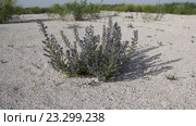 Синяк (лат. Echium) — род растений семейства Бурачниковые (Boraginaceae) на песчаной косе. Стоковое видео, видеограф Олег Хархан / Фотобанк Лори