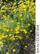 Пупавка красильная, или желтоцветная — Anthemis tinctoria L. Стоковое фото, фотограф Наталья Гармашева / Фотобанк Лори