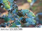 Closeup of Bookleaf mallee plant. Стоковое фото, фотограф Яков Филимонов / Фотобанк Лори