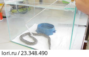 Луговая гадюка в террариуме (Vipera ursinii) Стоковое видео, видеограф Константин Шишкин / Фотобанк Лори