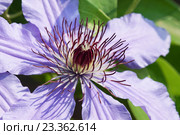 Цветок клематиса крупным планом (Clematis General Sikorski) Стоковое фото, фотограф Наталья Гармашева / Фотобанк Лори