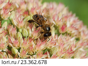 Медоносная пчела собирает нектар на очитке видном (лат. Hylotelephium spectabile) Стоковое фото, фотограф Наталья Гармашева / Фотобанк Лори
