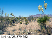 Пейзаж с юкками, кустами окотилло  и другими  растениями пустыни Chihuahuan. Big Bend National Park, Texas, US (2016 год). Стоковое фото, фотограф Ирина Кожемякина / Фотобанк Лори