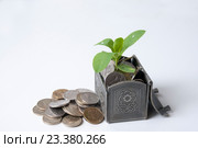 Зеленые растения в монетах в железном сундучке и рядом монеты. Стоковое фото, фотограф Катерина Белякина / Фотобанк Лори