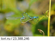 Пара стрекоз Стрелок-девушек (Coenagrion puella) Стоковое фото, фотограф Иванова Анастасия / Фотобанк Лори
