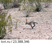 Чернохвостый заяц  (Lepus californicus) скачет среди креозотовых кустов.  Биг Бенд национальный парк, Техас, США (2016 год). Стоковое фото, фотограф Ирина Кожемякина / Фотобанк Лори