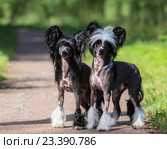 Две собаки породы Китайская хохлатая голая. Стоковое фото, фотограф Абрамова Ксения / Фотобанк Лори