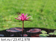 Тропическая нимфея (лат. Nymphaea) у газона. Стоковое фото, фотограф Наталья Гармашева / Фотобанк Лори