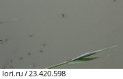 Водомерки на пруду (Gerridae) — семейство полужесткокрылых насекомых из подотряда клопов (Heteroptera) Стоковое видео, видеограф Олег Хархан / Фотобанк Лори