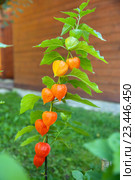 Ветка физалиса ( Physalis ) Стоковое фото, фотограф Юлия Кузнецова / Фотобанк Лори