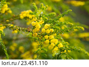 acacia truncata blossom. Стоковое фото, фотограф Яков Филимонов / Фотобанк Лори